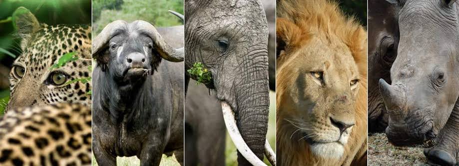 Africa's big 5 safari animals